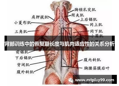 背部训练中的恢复期长度与肌肉适应性的关系分析
